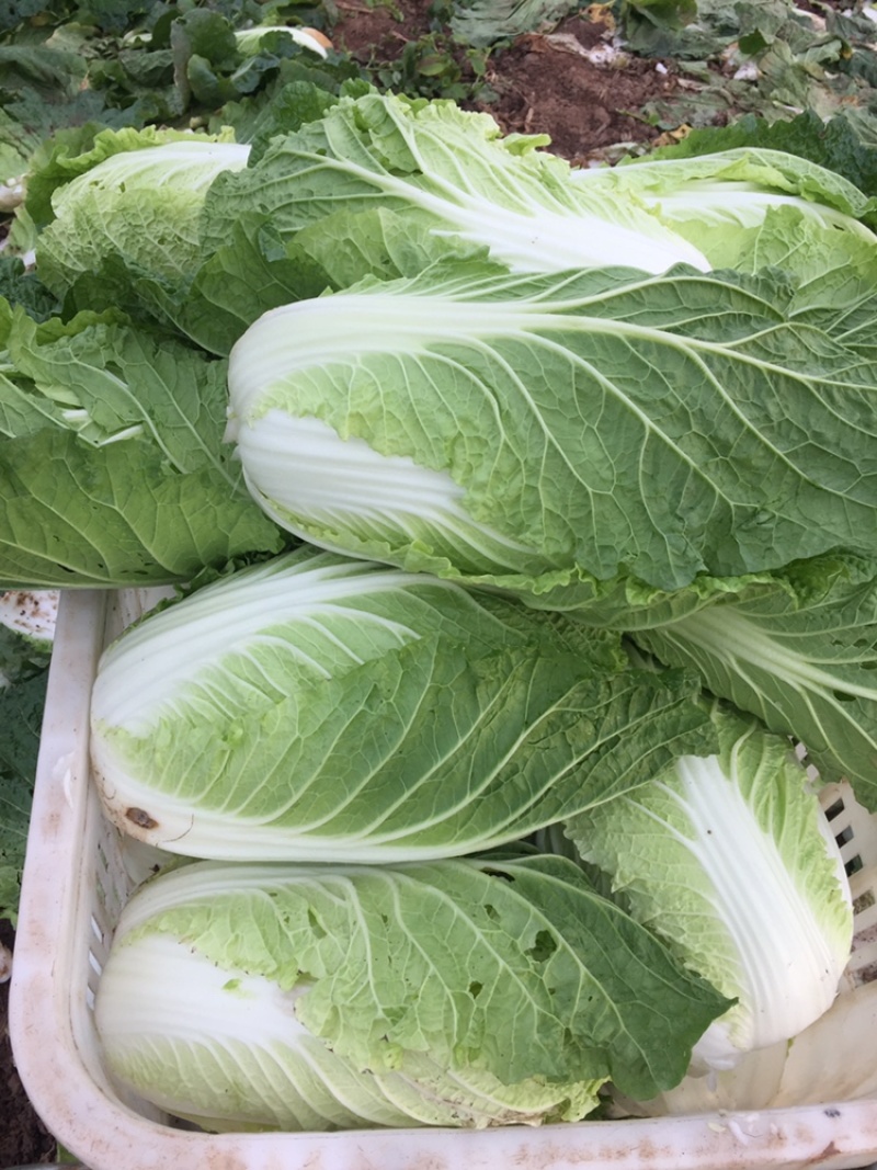 现货湖北当阳大白菜大量上市产地直发可视频看货
