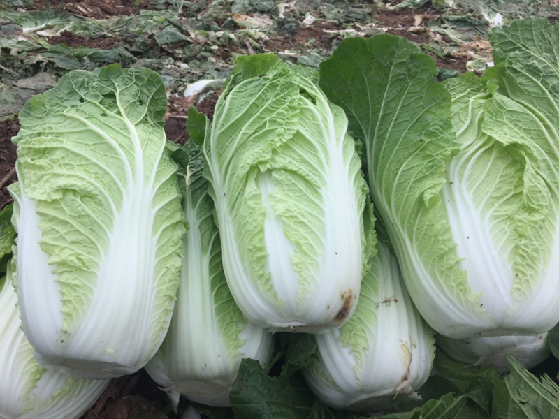现货湖北当阳大白菜大量上市产地直发可视频看货