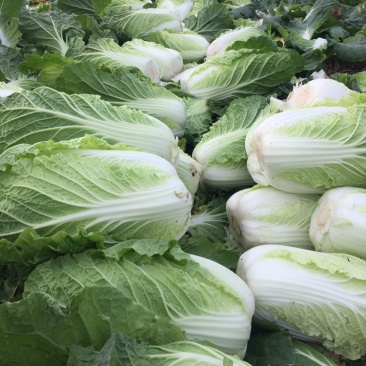 现货湖北当阳大白菜大量上市产地直发可视频看货