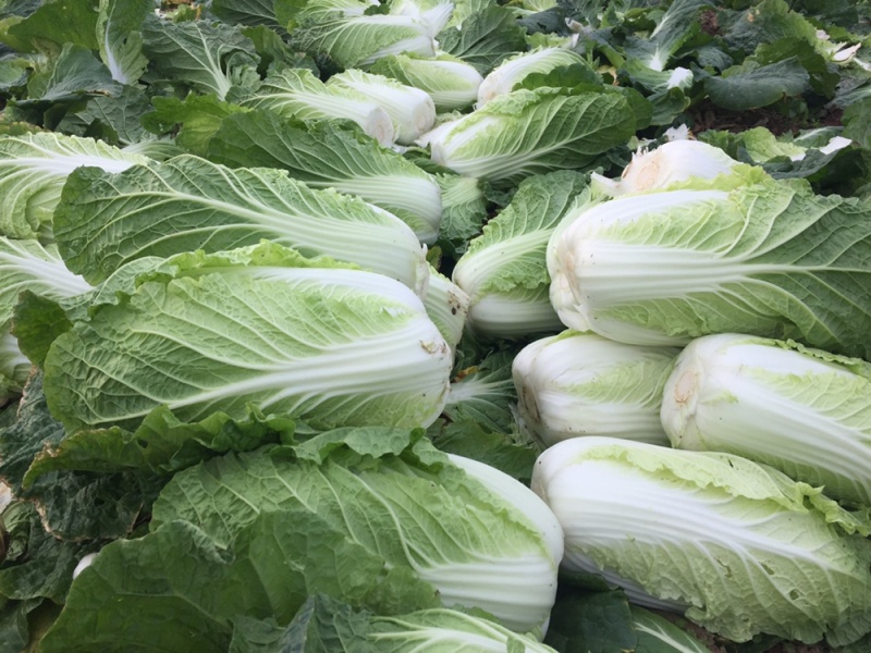 现货湖北当阳大白菜大量上市产地直发可视频看货