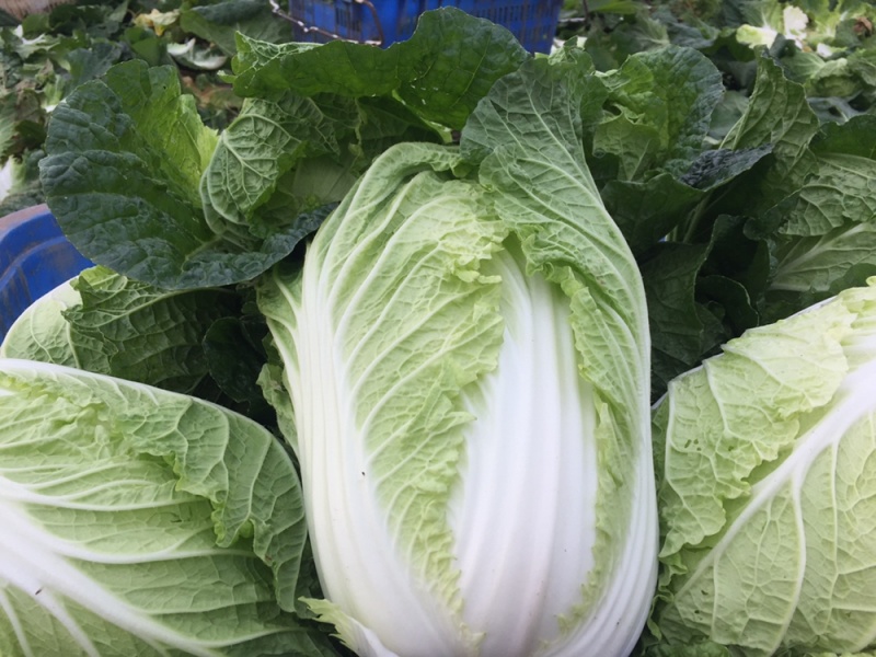 现货湖北当阳大白菜大量上市产地直发可视频看货