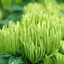 金银花苗，产量高，易管理，收益高。