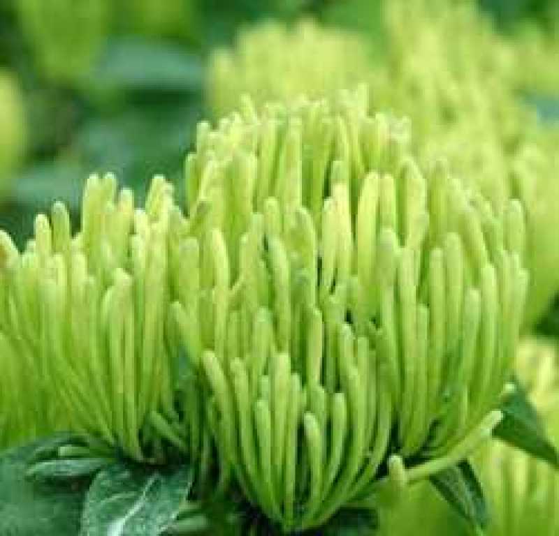 金银花苗，产量高，易管理，收益高。