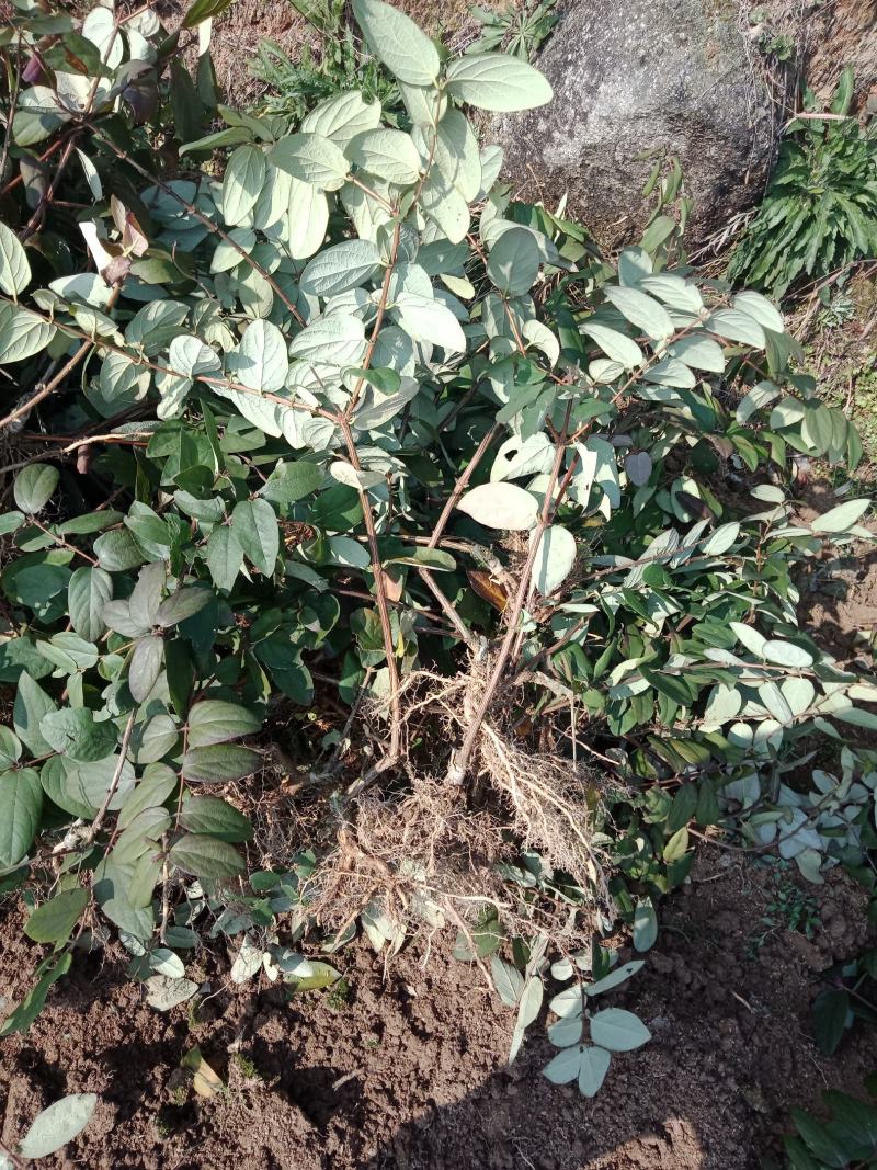 金银花苗，产量高，易管理，收益高。