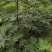 无花果枝条，无花果药用枝条，无花果育苗，插条插穗