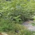 无花果枝条，无花果药用枝条，无花果育苗，插条插穗