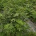 无花果枝条，无花果药用枝条，无花果育苗，插条插穗