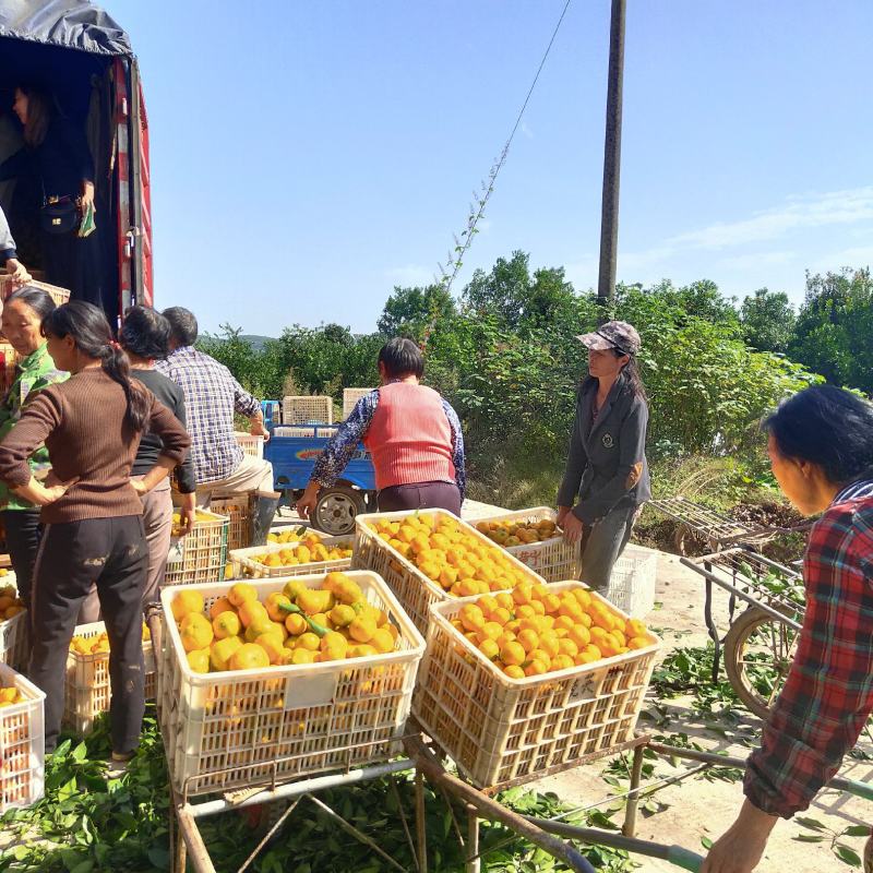 精品叶橘产地供货大量上市诚信代办田头看货收货一手货源
