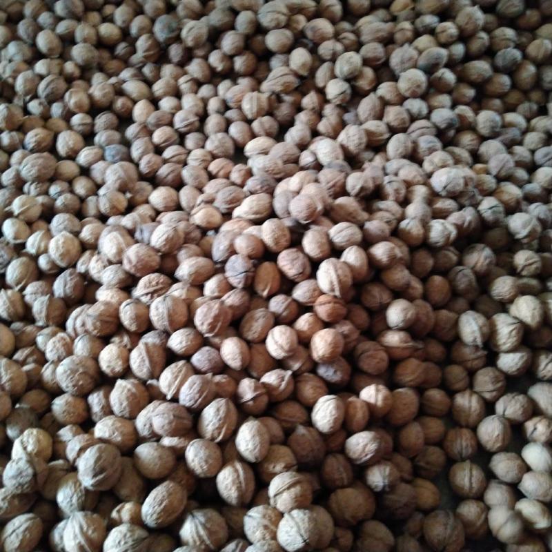【精品】云南大姚薄皮核桃当年新货，103果