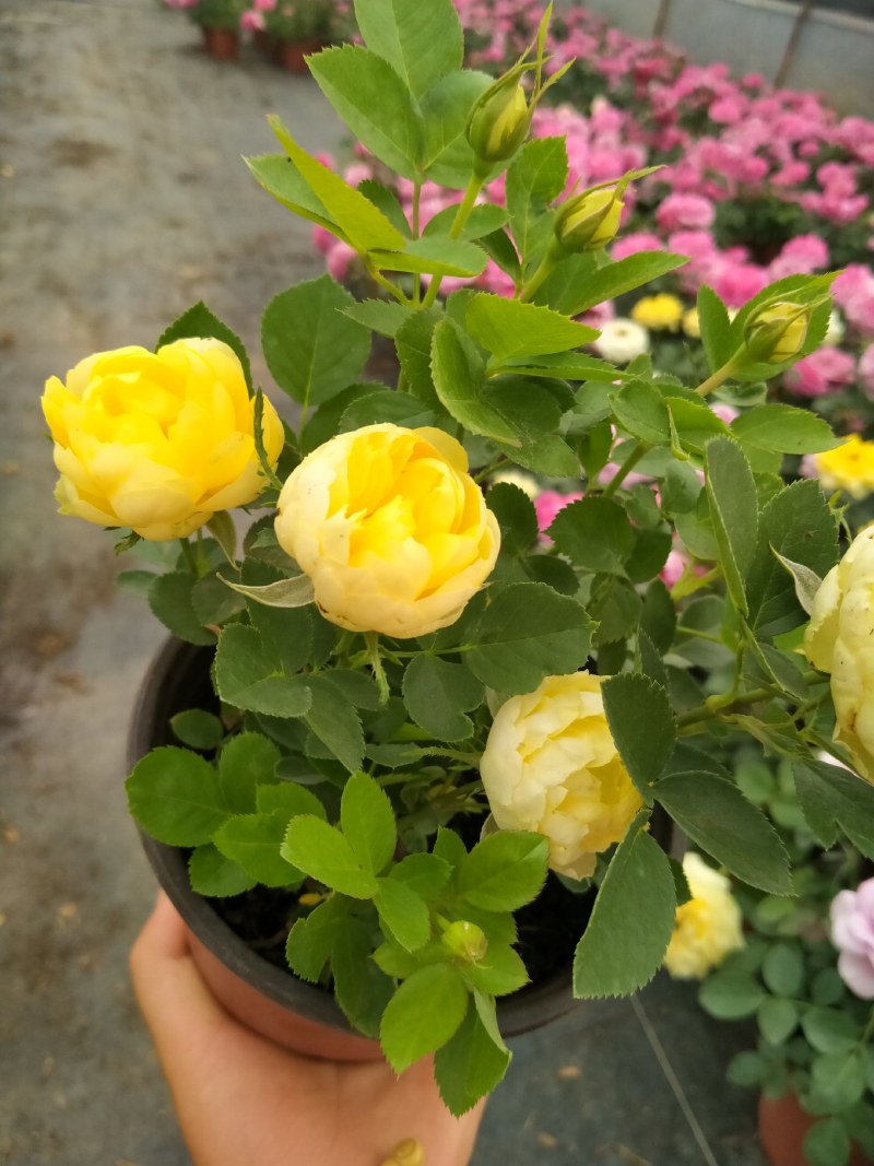 微型月季欧洲月季无尽夏绣球小盆栽颜色品种多