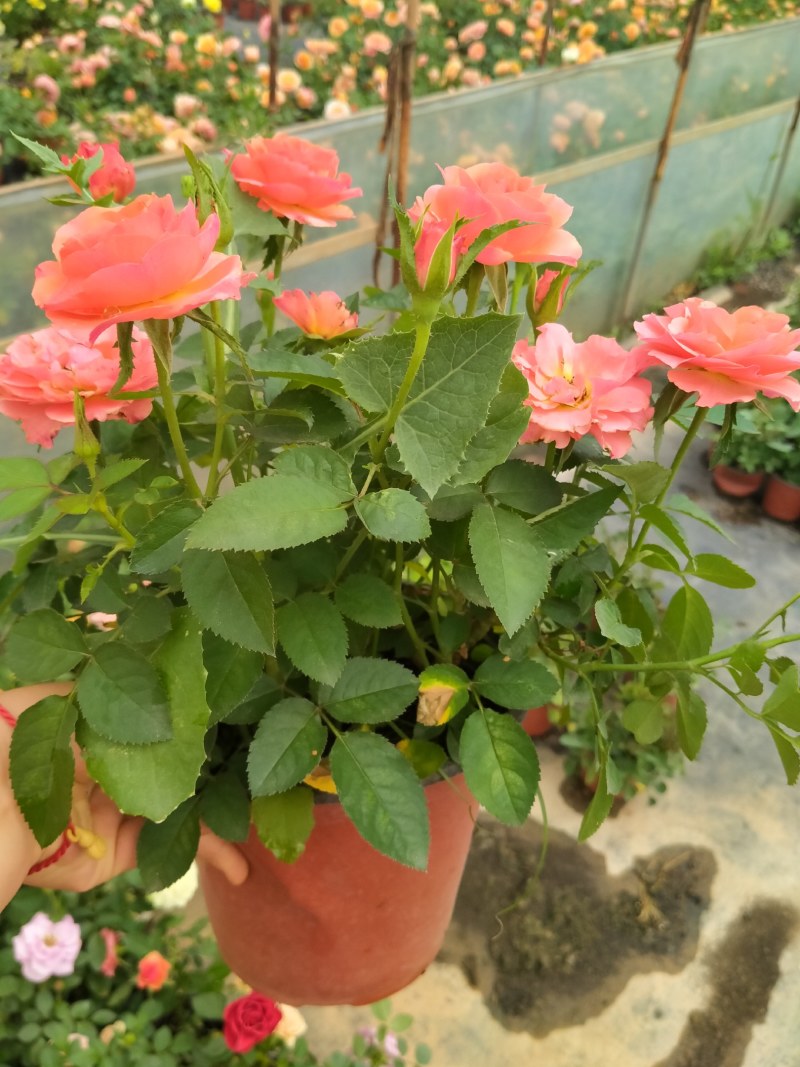 微型月季欧洲月季无尽夏绣球小盆栽颜色品种多