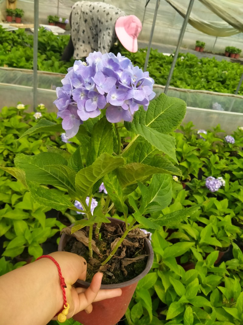 微型月季欧洲月季无尽夏绣球小盆栽颜色品种多
