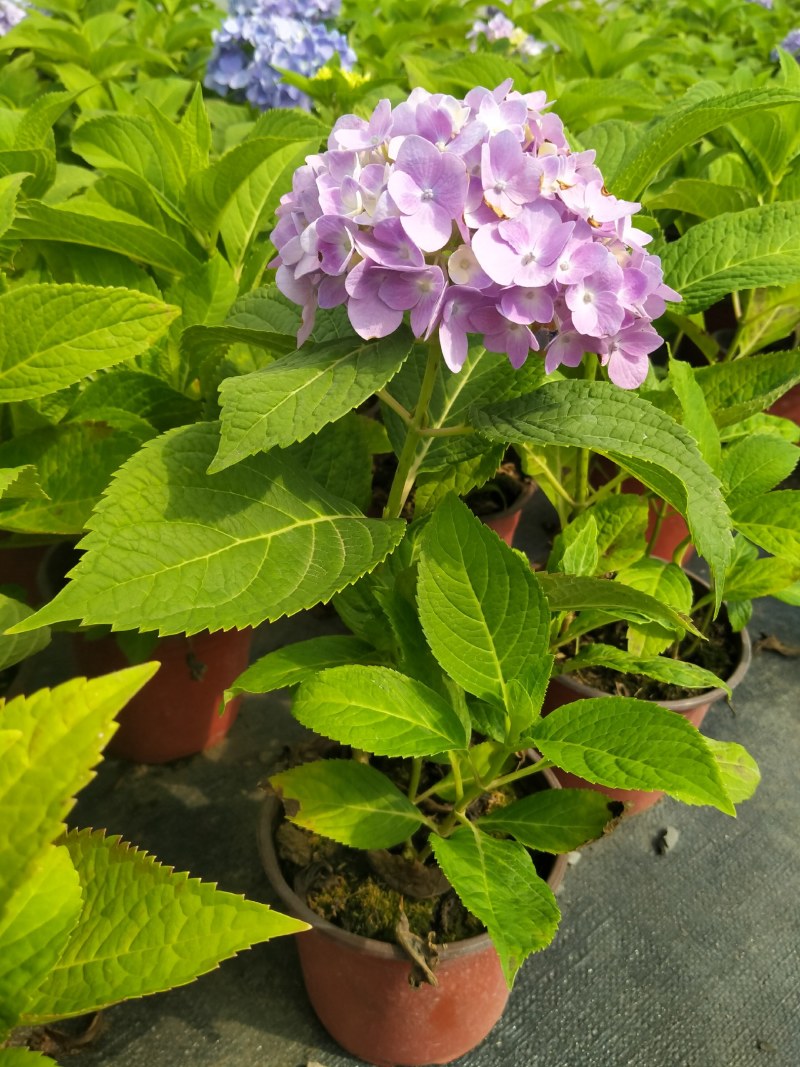 微型月季欧洲月季无尽夏绣球小盆栽颜色品种多