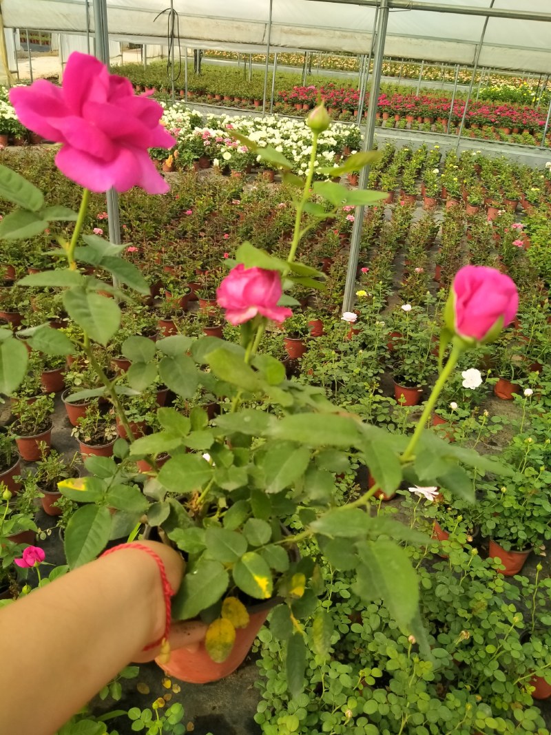 微型月季欧洲月季无尽夏绣球小盆栽颜色品种多
