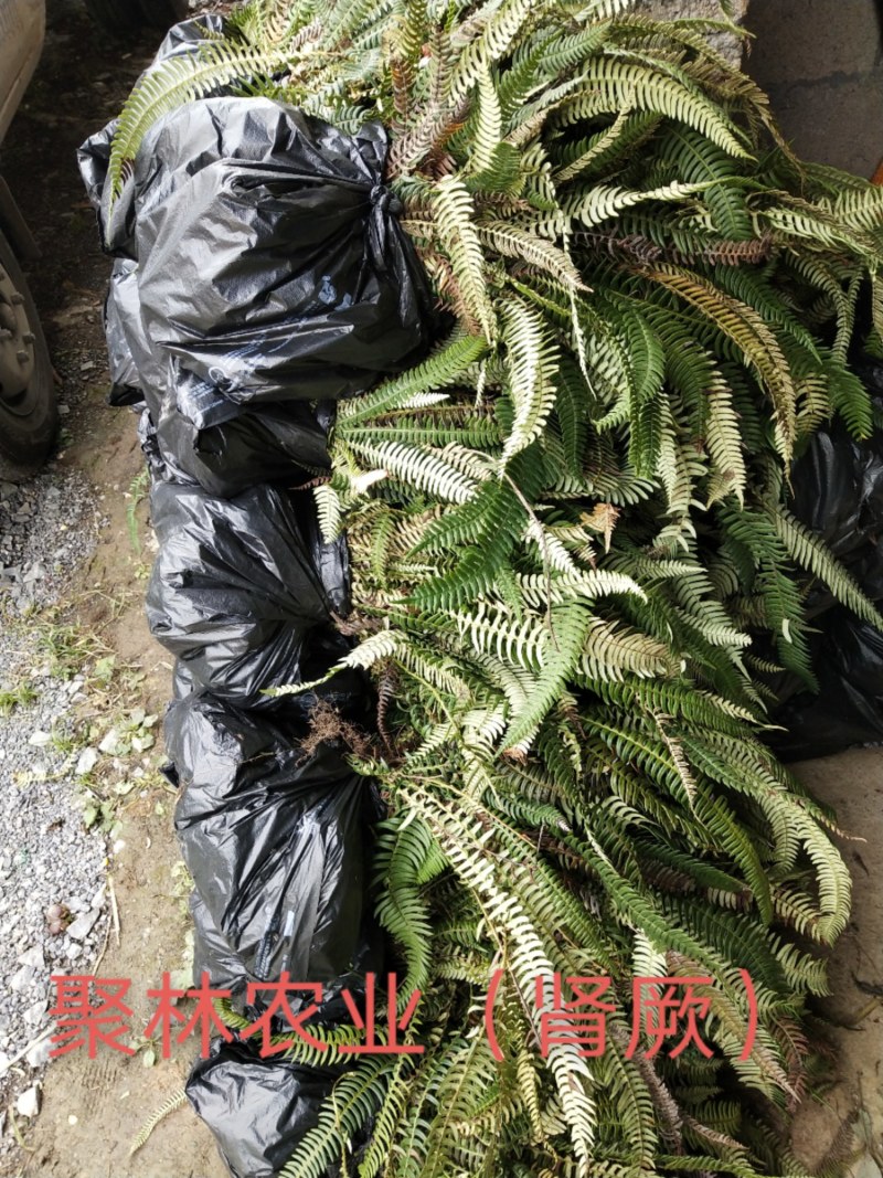 肾蕨，排骨草，基地直发✔量大从优✔识货者来