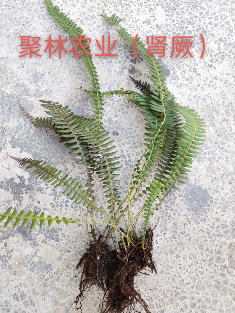 肾蕨，排骨草，基地直发✔量大从优✔识货者来