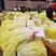 【精品韭黄】广东韭黄大量上市，可视频看货，欢迎采购！