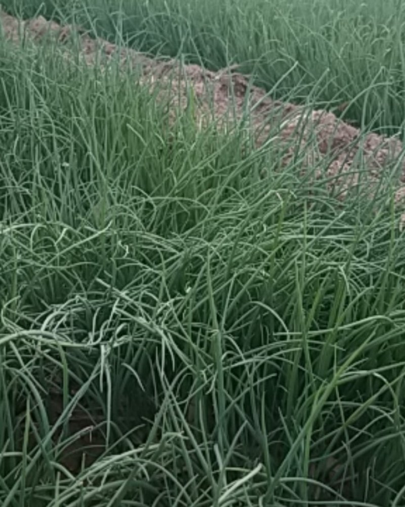 二红优质洋葱苗，河西优质扁葱