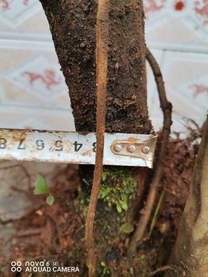 映山红熟桩生桩盆景地景大量供应批发零售