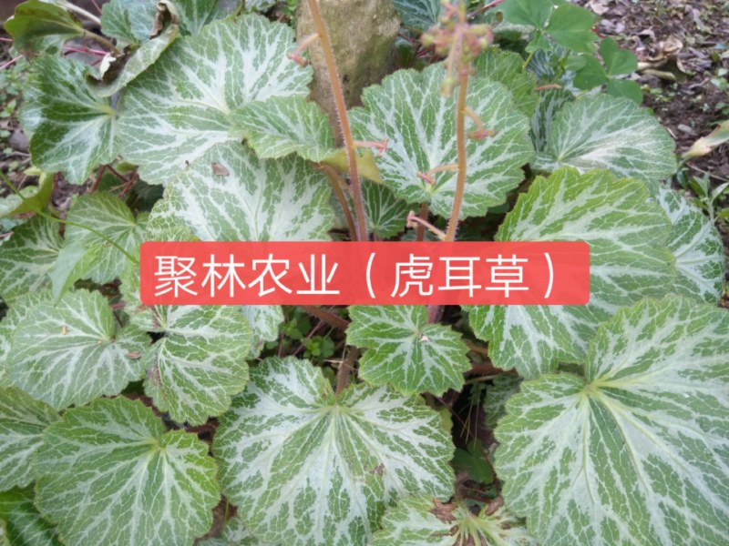 虎耳草@虎耳草大量出售，虎耳草景观植物@盆栽虎耳草