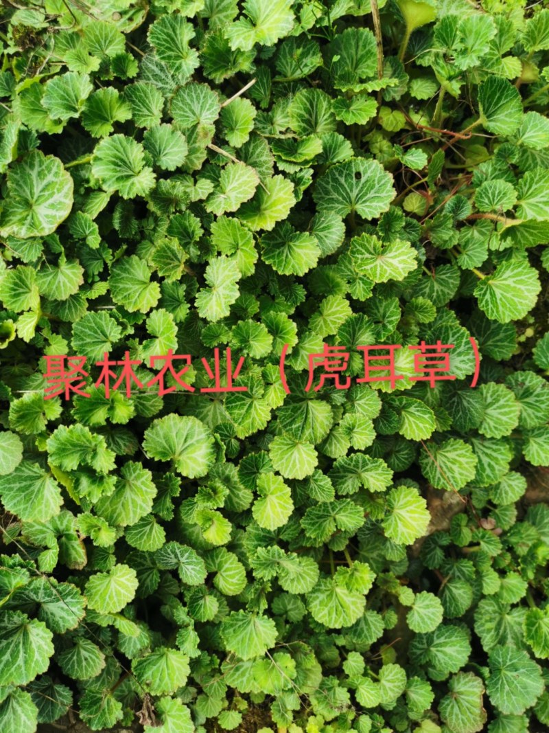 虎耳草@虎耳草大量出售，虎耳草景观植物@盆栽虎耳草