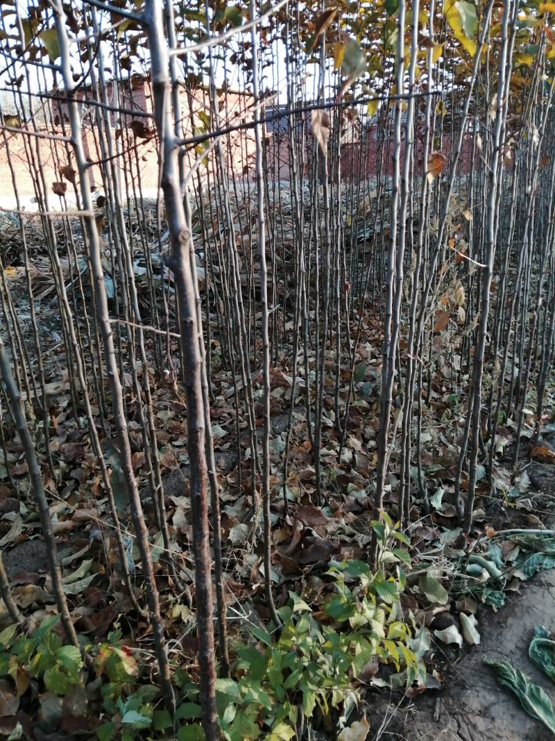 鸡心果树苗，大量出售预订