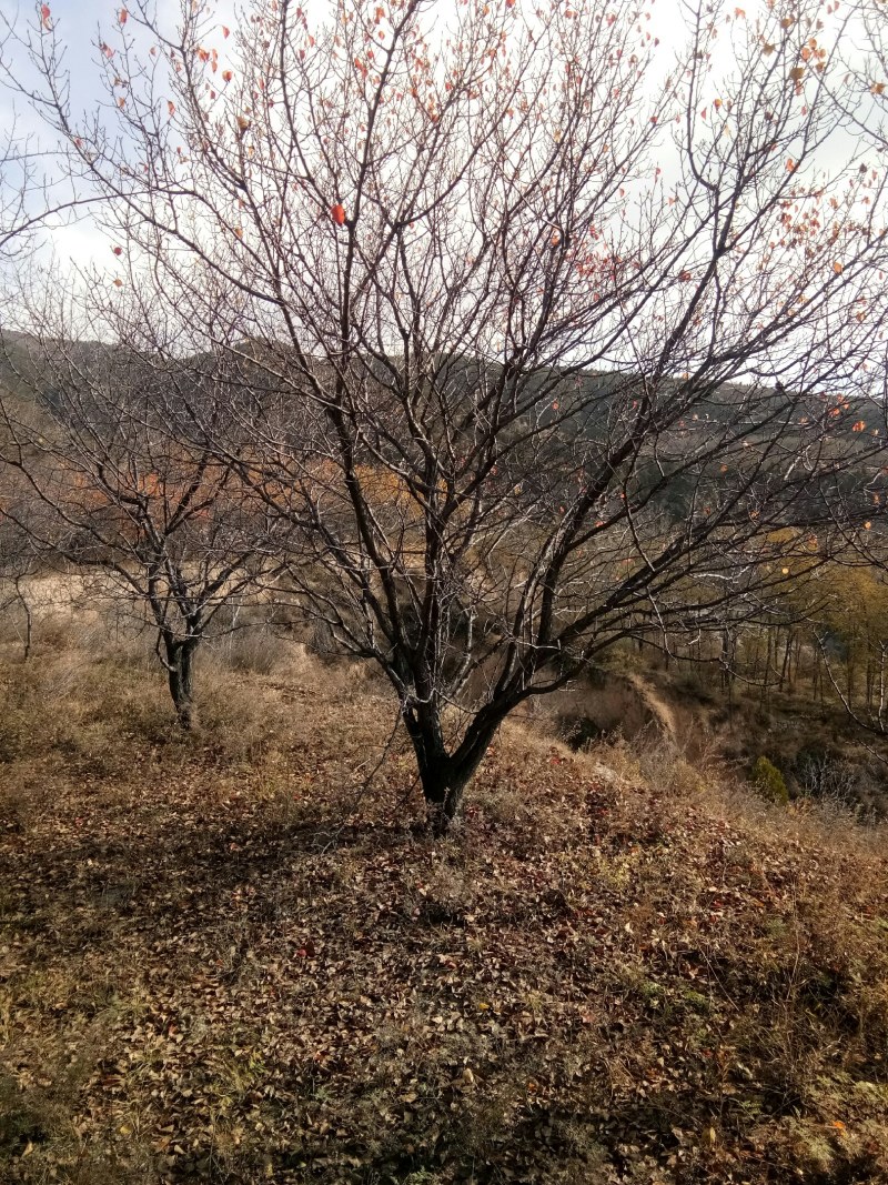 石榴树，石榴树，树形优美，基地供应，质量保证，发祥绿
