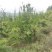 石榴树，石榴树，树形优美，基地供应，质量保证，发祥绿