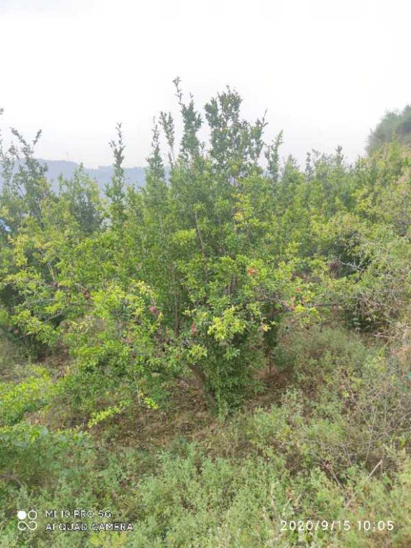 石榴树，石榴树，树形优美，基地供应，质量保证，发祥绿