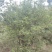 石榴树，石榴树，树形优美，基地供应，质量保证，发祥绿