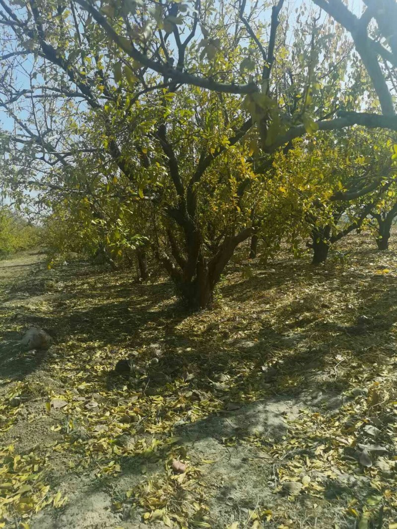 石榴树，石榴树，树形优美，基地供应，质量保证，发祥绿
