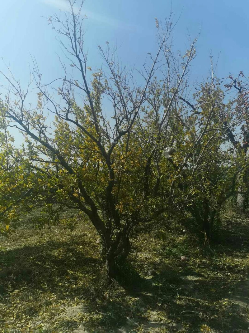 石榴树，石榴树，树形优美，基地供应，质量保证，发祥绿