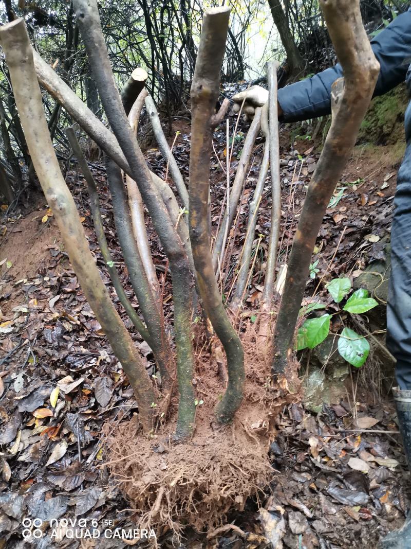 映山红熟桩生桩盆景地景大量供应批发零售