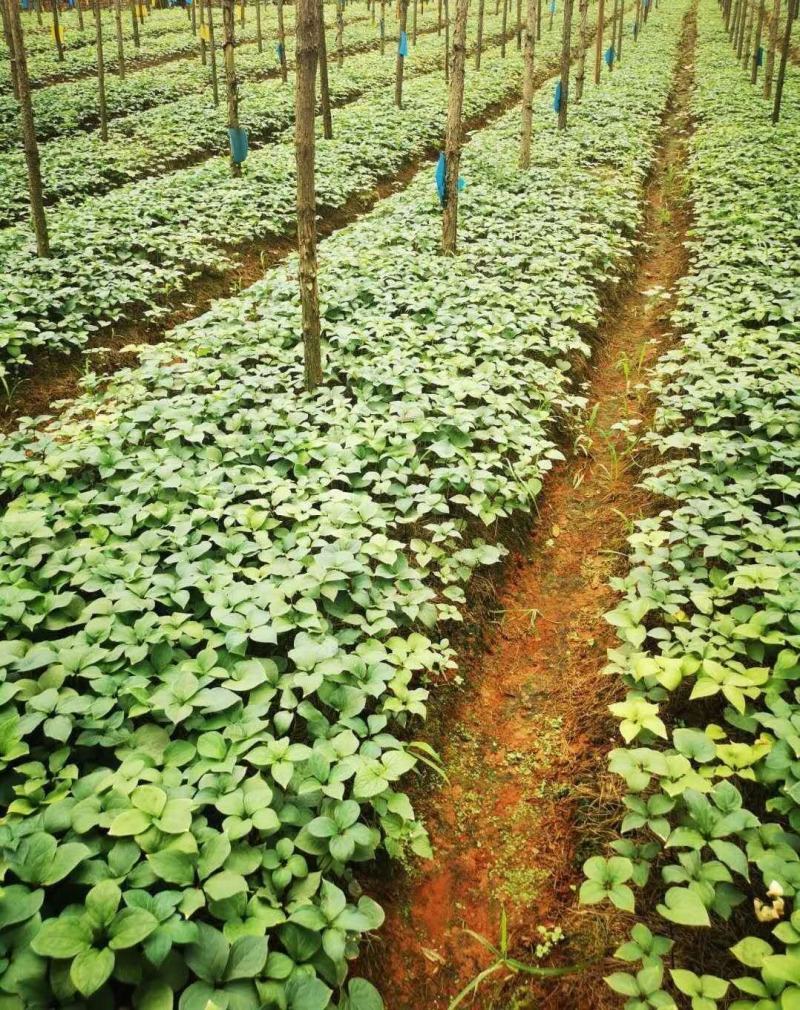 云南高海拔七叶一枝花重楼，去叶留个头个头大包邮到家