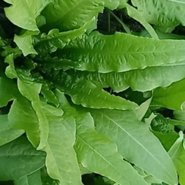 油麦菜叶片好大小合适