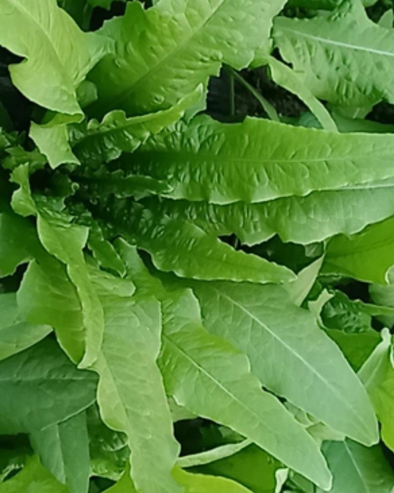 油麦菜叶片好大小合适