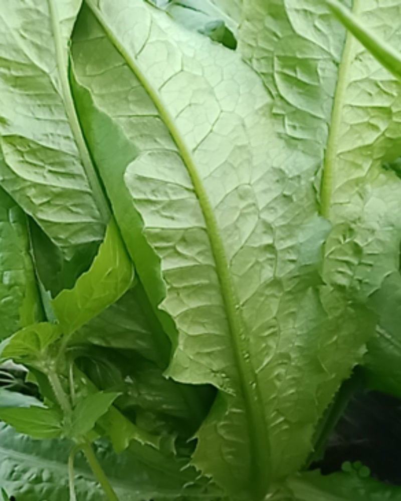 油麦菜叶片好大小合适