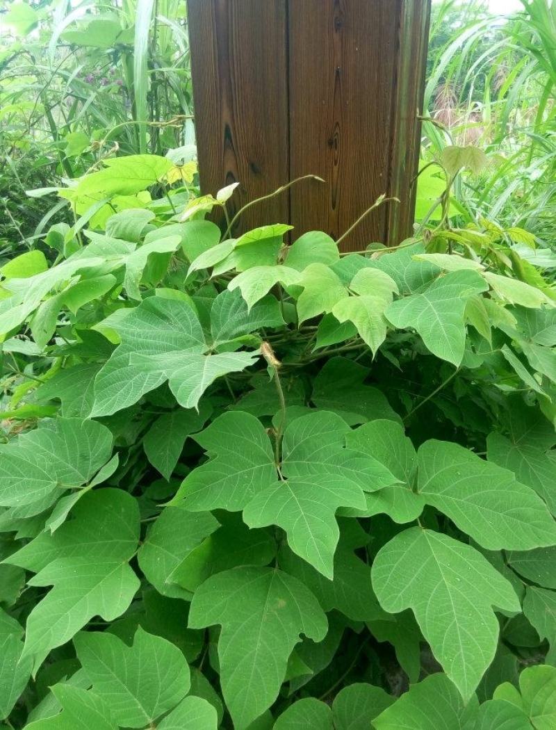 葛藤种子护坡种籽百花银背藤野葛根边坡绿化藤本植物沙土巩固