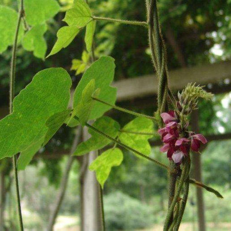 葛藤种子护坡种籽百花银背藤野葛根边坡绿化藤本植物沙土巩固