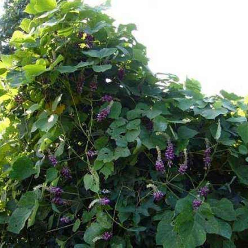葛藤种子护坡种籽百花银背藤野葛根边坡绿化藤本植物沙土巩固