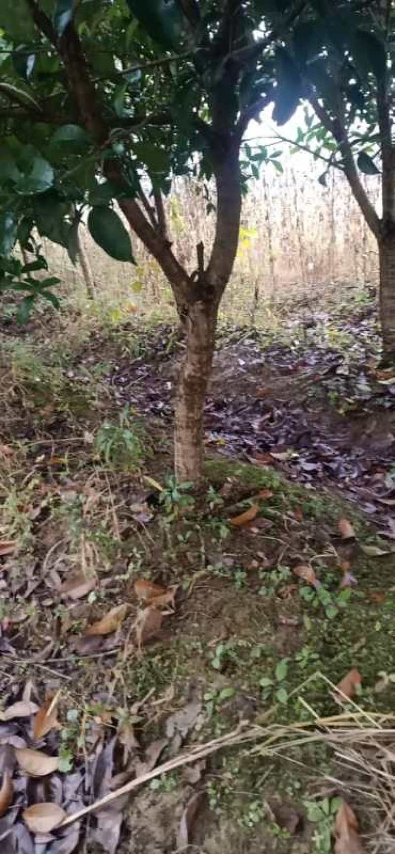 江南桤木小苗5678910公分江南桤木