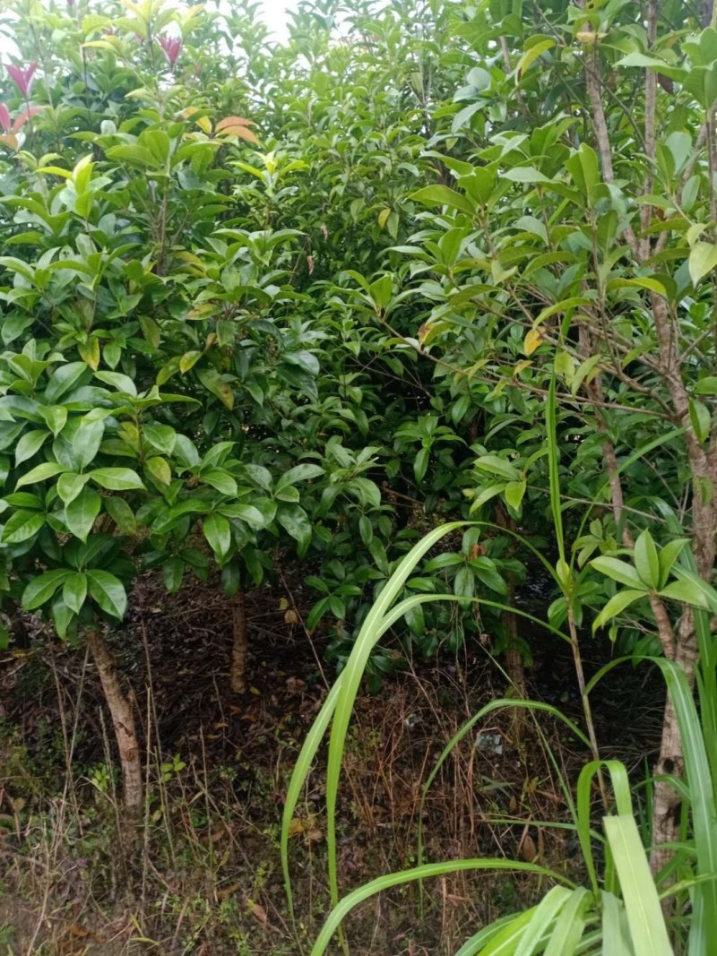 江南桤木小苗5678910公分江南桤木
