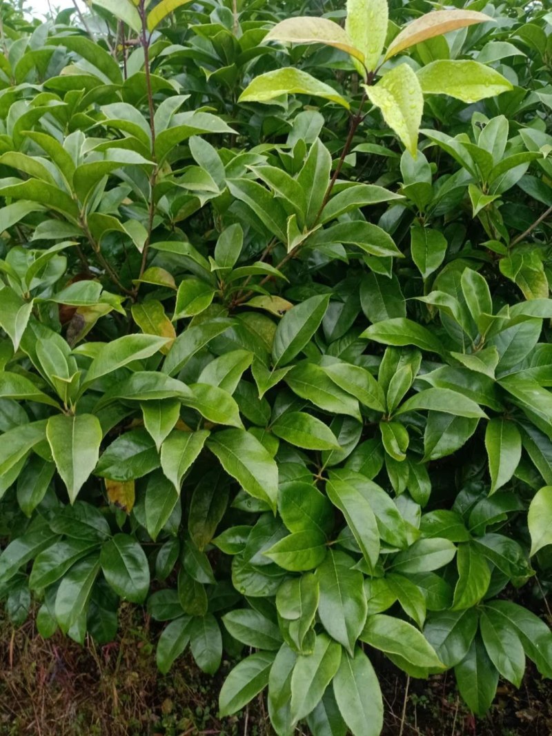 江南桤木小苗5678910公分江南桤木