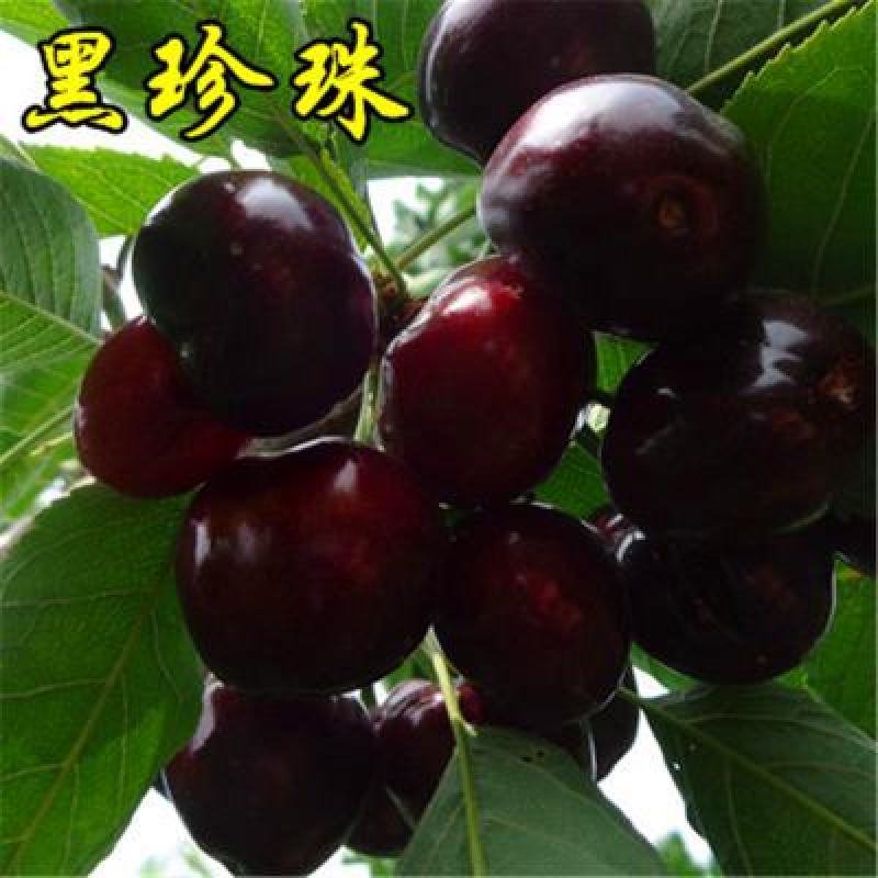 玛瑙红乌克兰红妃黑珍珠，矮化品种当年试花结果。技术支持