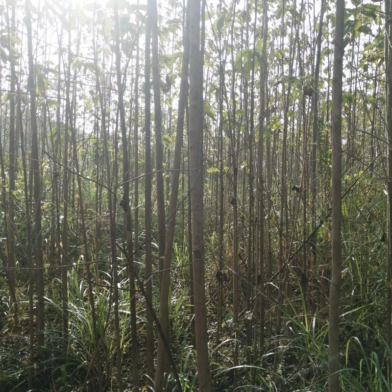 江南桤木小苗5678910公分江南桤木