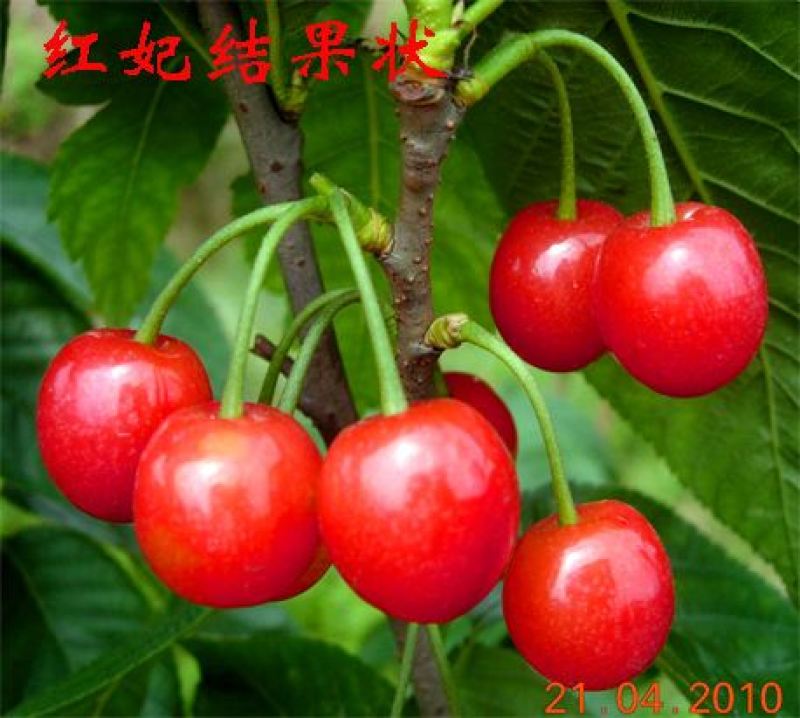 玛瑙红乌克兰红妃黑珍珠，矮化品种当年试花结果。技术支持