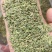 小茴国产特绿小茴产地直销价格实惠质量保证批发为主