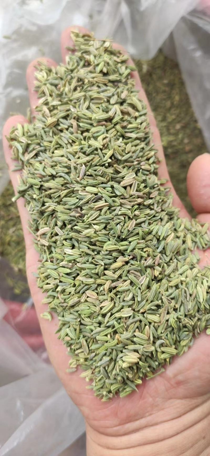 小茴国产特绿小茴产地直销价格实惠质量保证批发为主