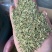 小茴国产特绿小茴产地直销价格实惠质量保证批发为主