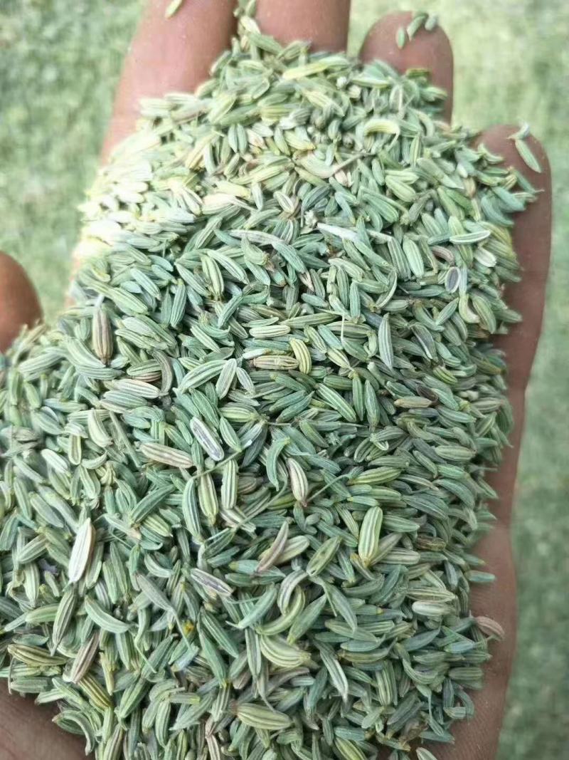 小茴国产特绿小茴产地直销价格实惠质量保证批发为主